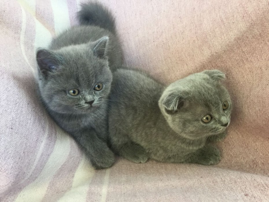 Шотландские котята голубой