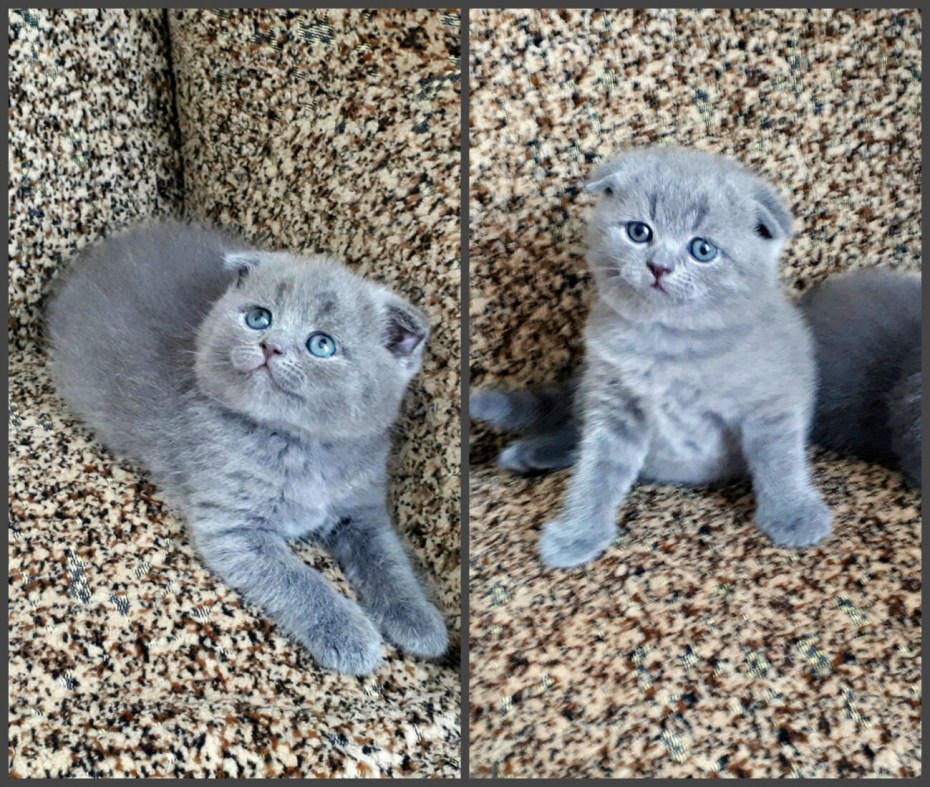 Шотландские вислоухие котята