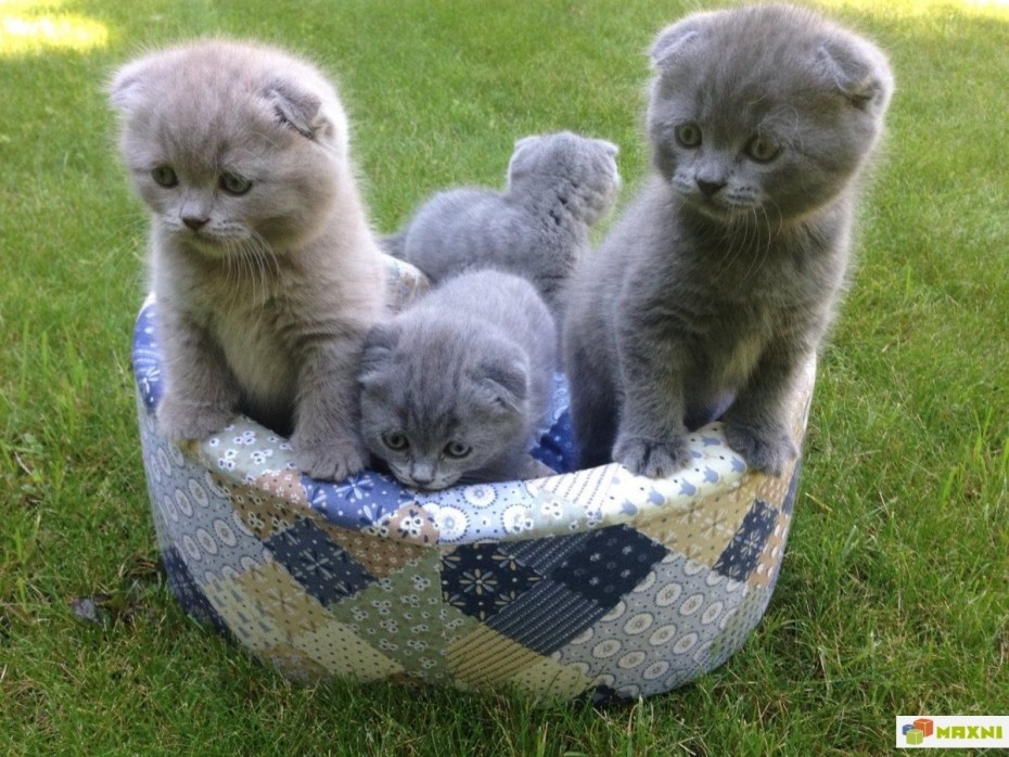 Шотландская скоттиш страйт кошка голубая