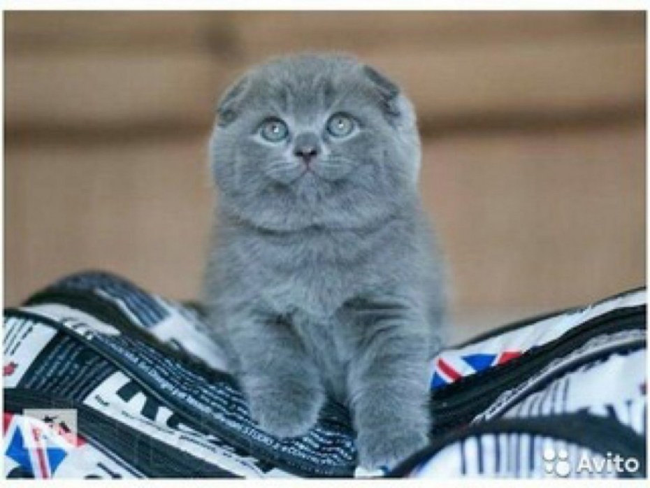 Шотландская кошка
