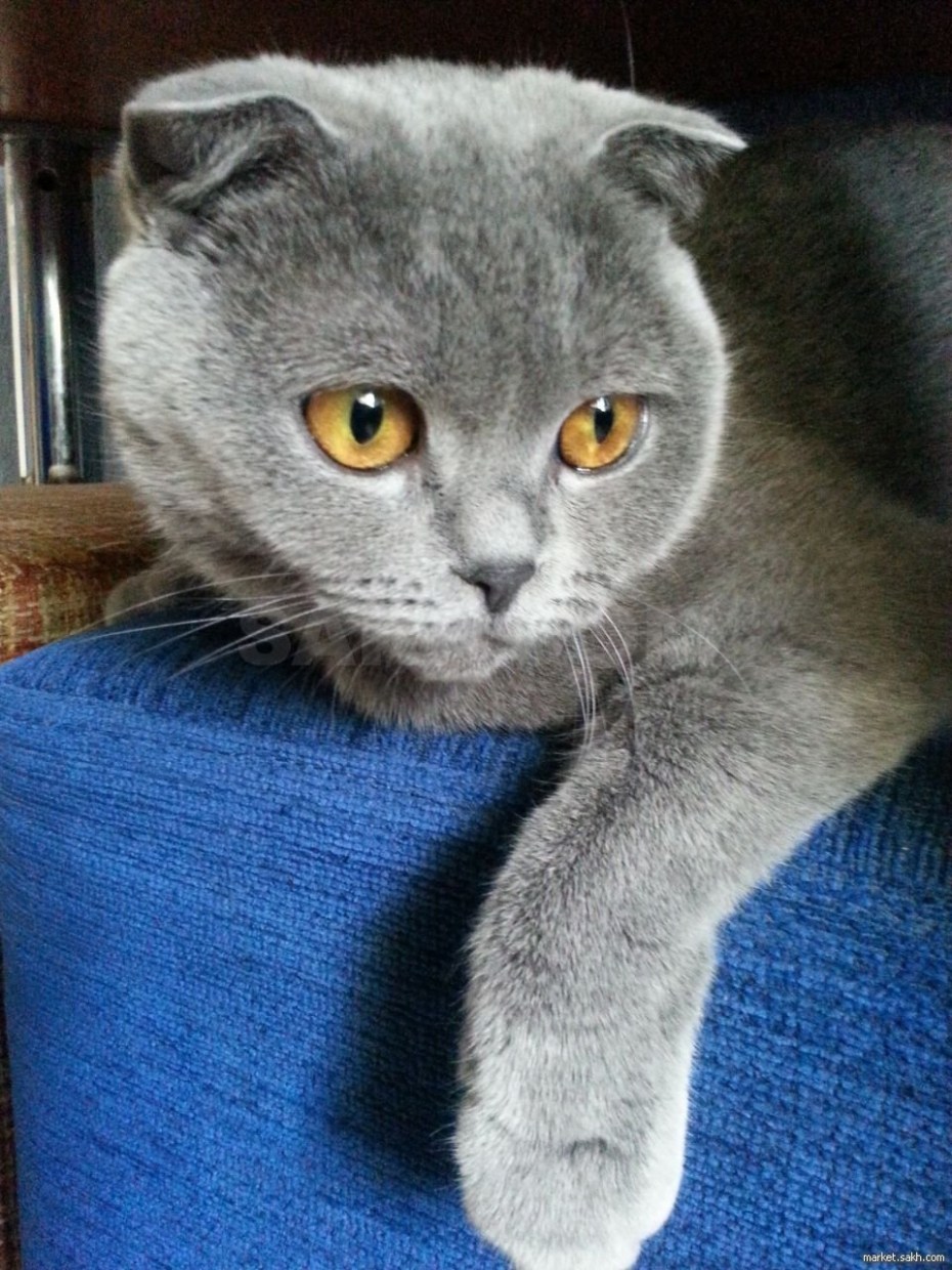 Шотландская вислоухая кошка голубая