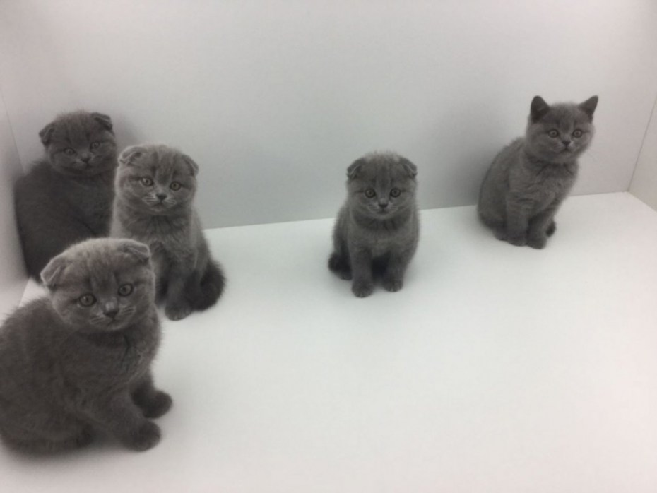 Британский вислоухий котенок в 4 месяца