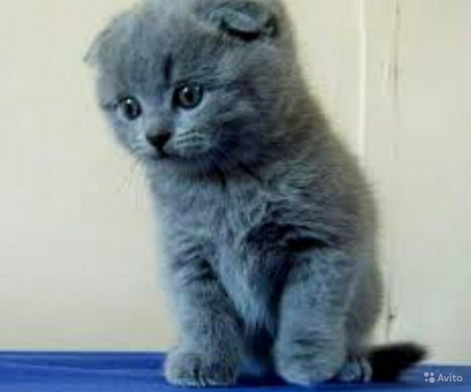 Шотландская вислоухая кошка