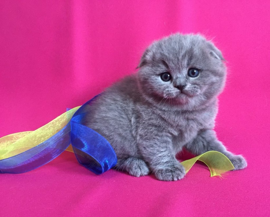 Вислоухие и прямоухие Шотландские котята