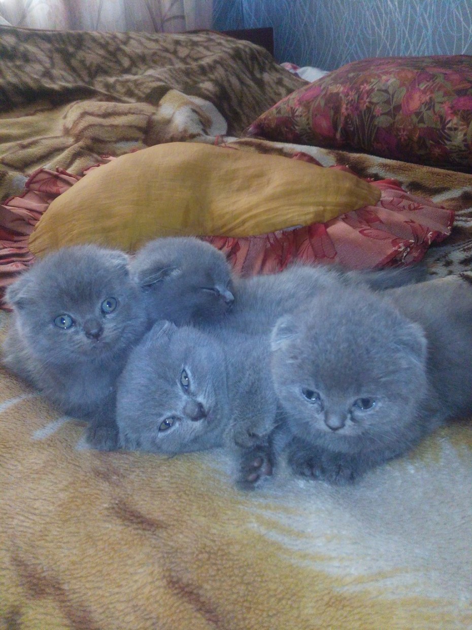 Скоттиш фолд голубой котенок