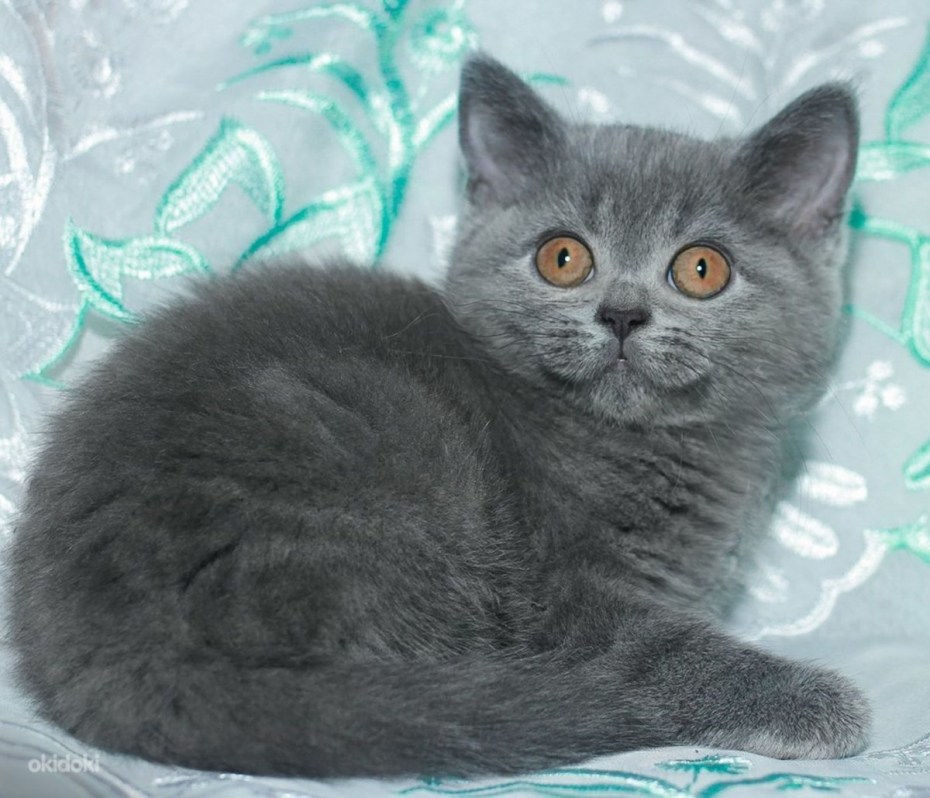 Пепельные шотландцы котята скоттиш