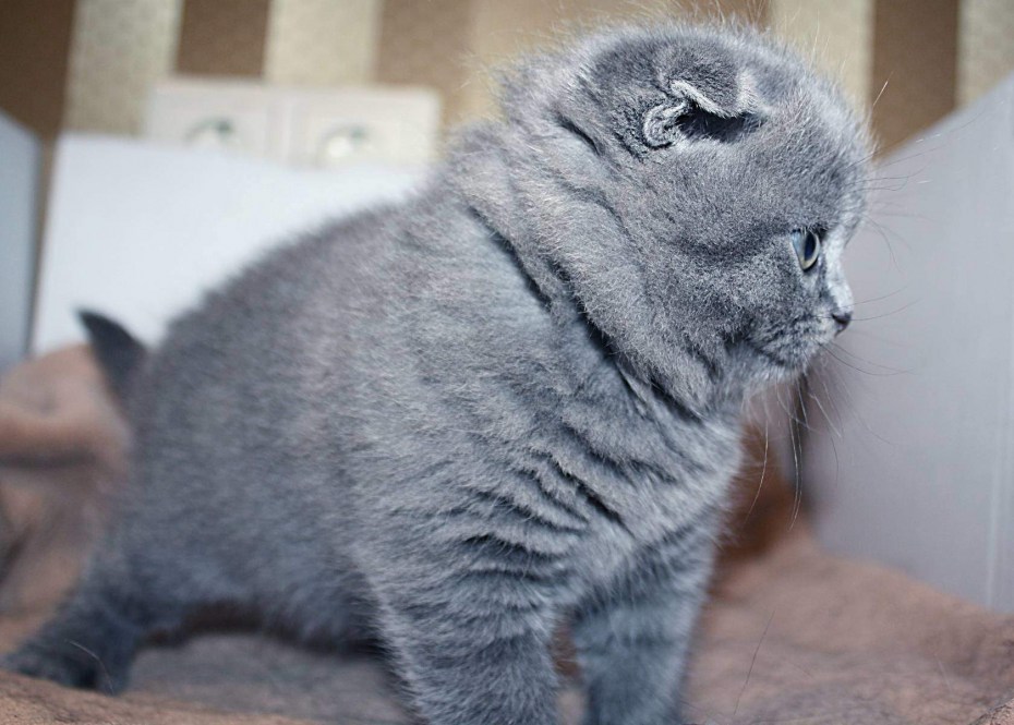 Шотландский вислоухий плюшевый котенок