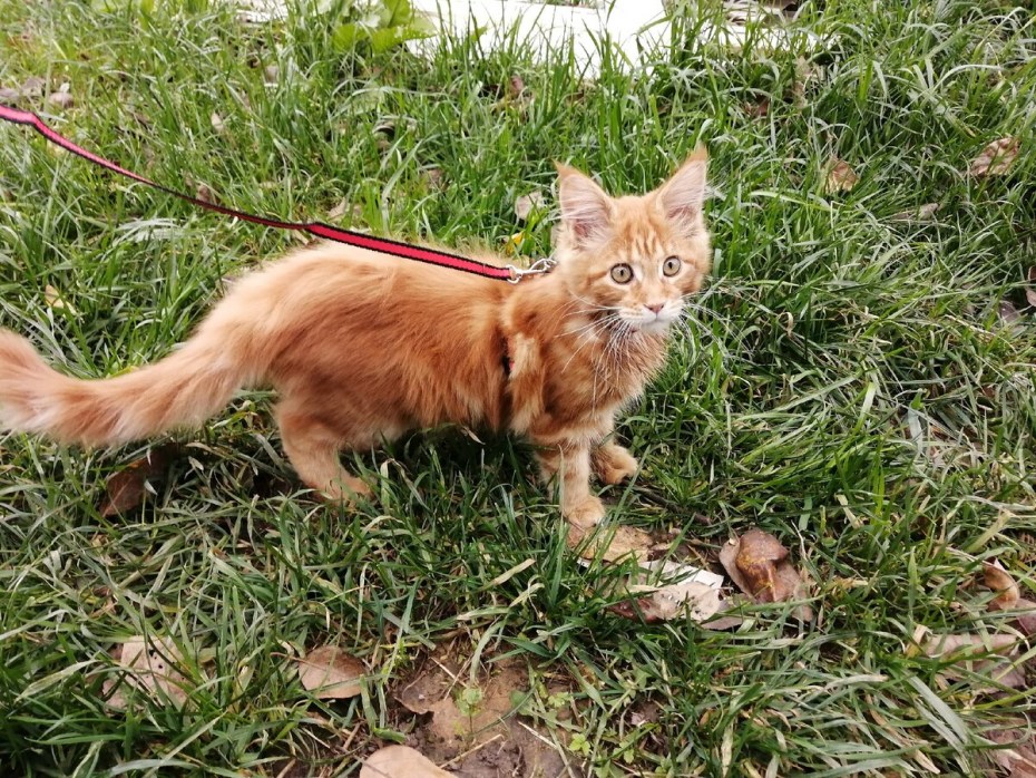 Кошка Мейн кун гуляет сама по себе