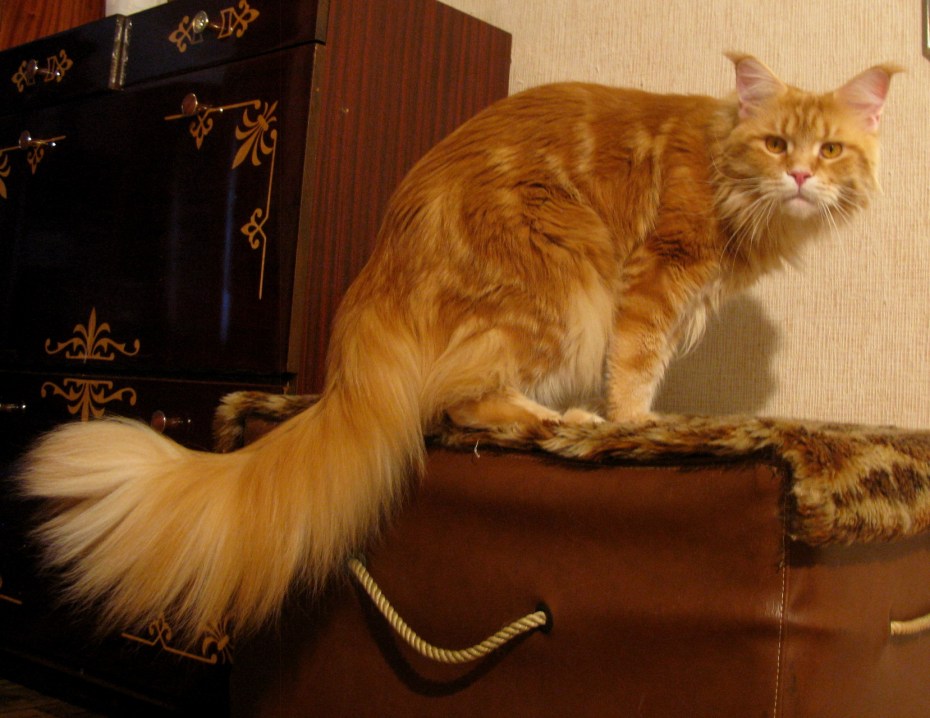 Кошка с самыми длинными волосами