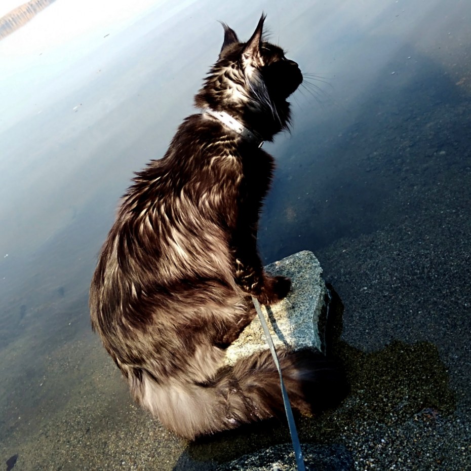 Мейн кун на sup сёрфе
