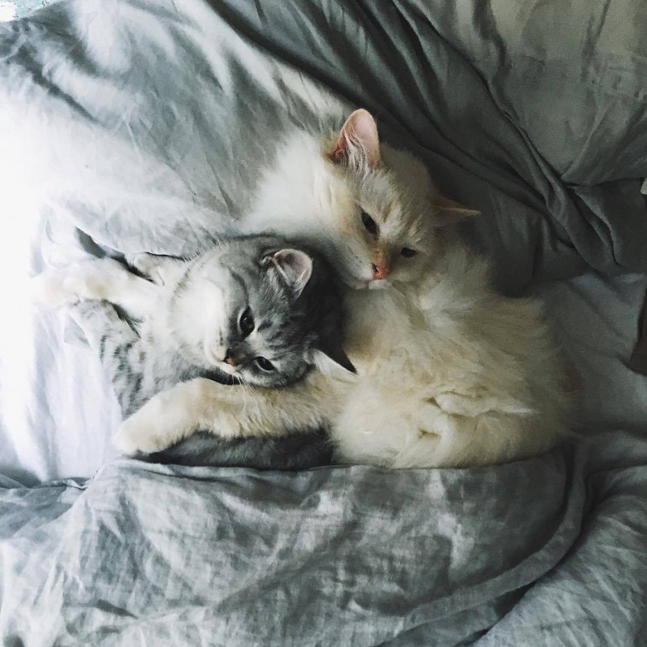 Коты спят в обнимку в кровати