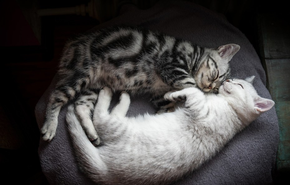 Котики спят вместе