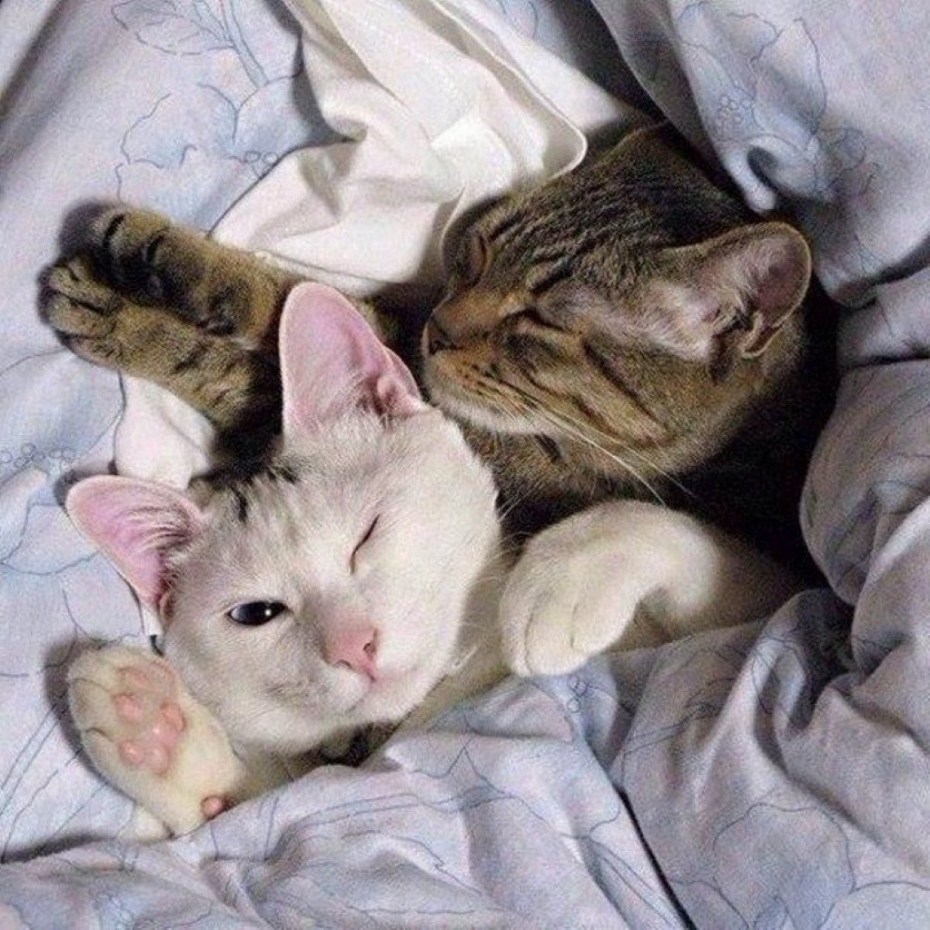 Котята спят вместе