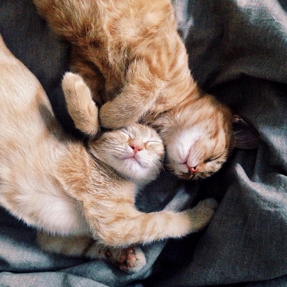 Два рыжих кота