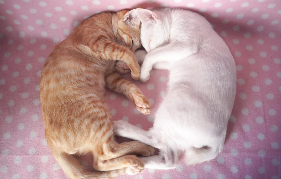 Два спящих кота