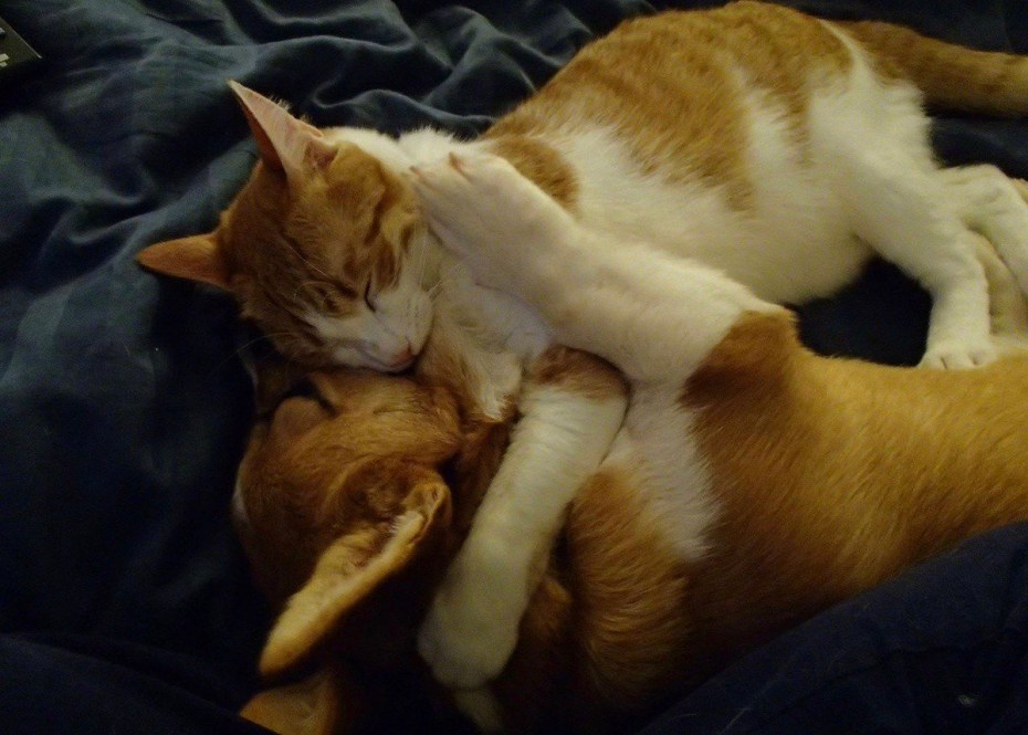 Коты обнимаются
