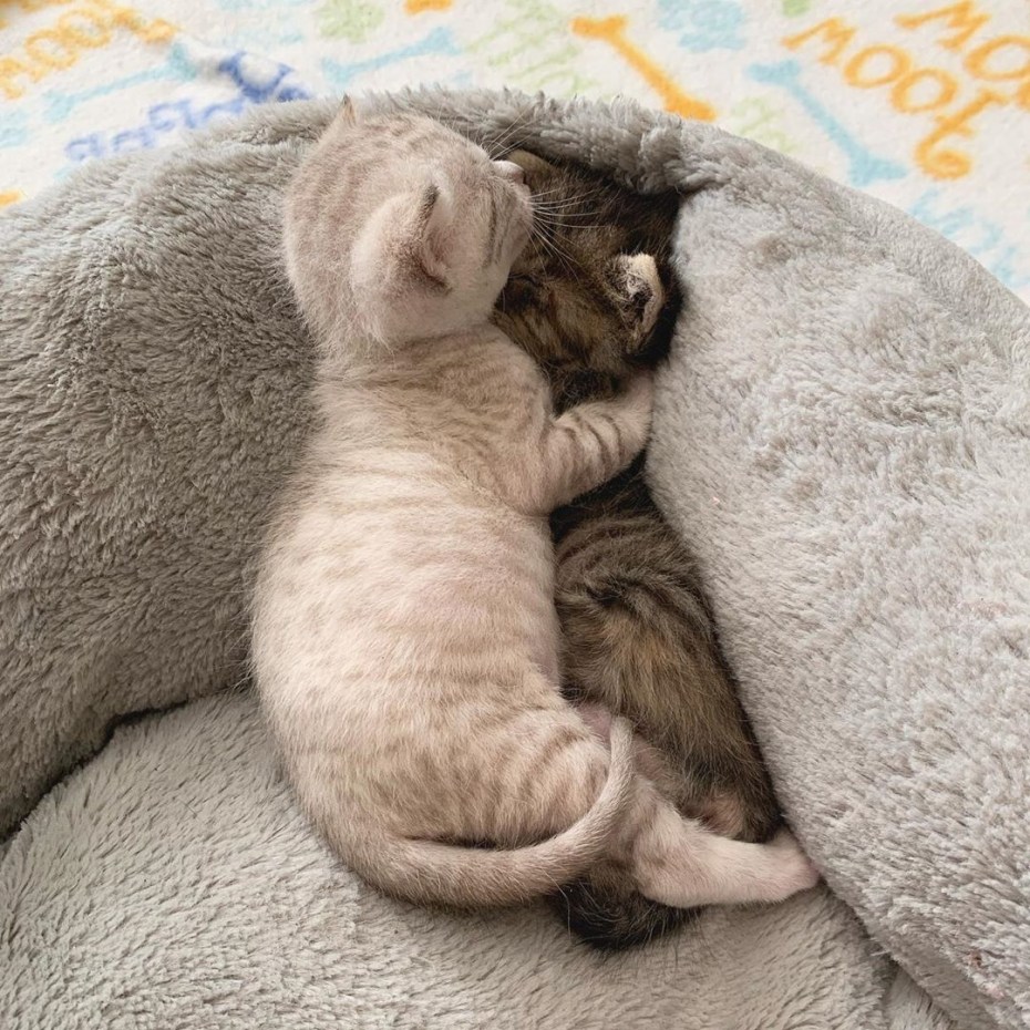 Котики спят в обнимку
