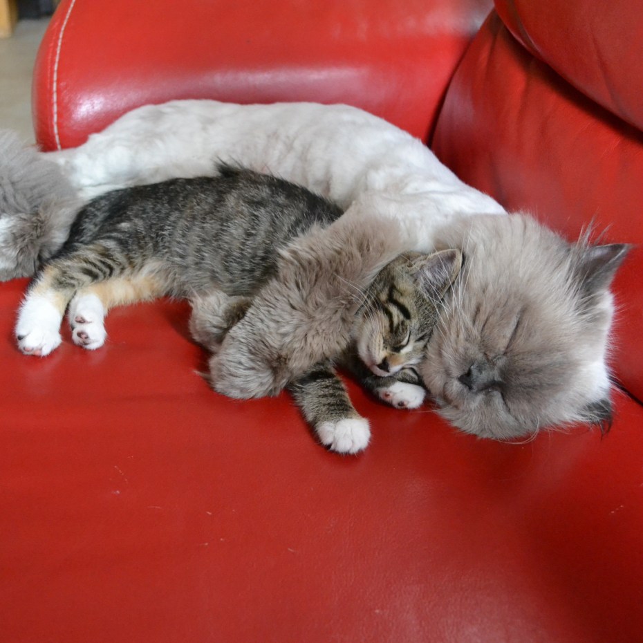 Котики обнимаются