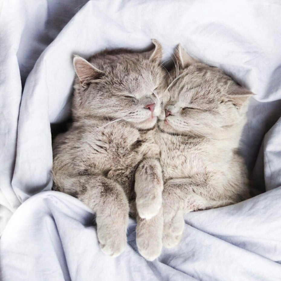 Кошки в обнимку