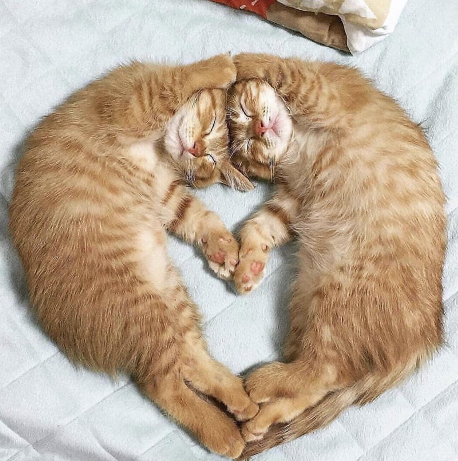 Котики лежат вместе