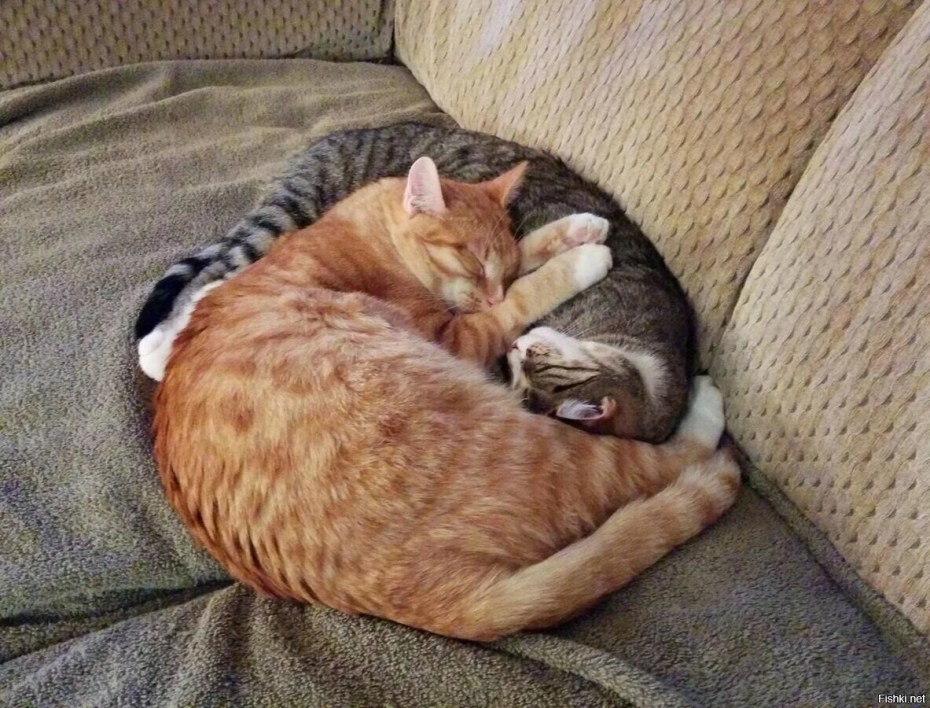 Коты спят в обнимку