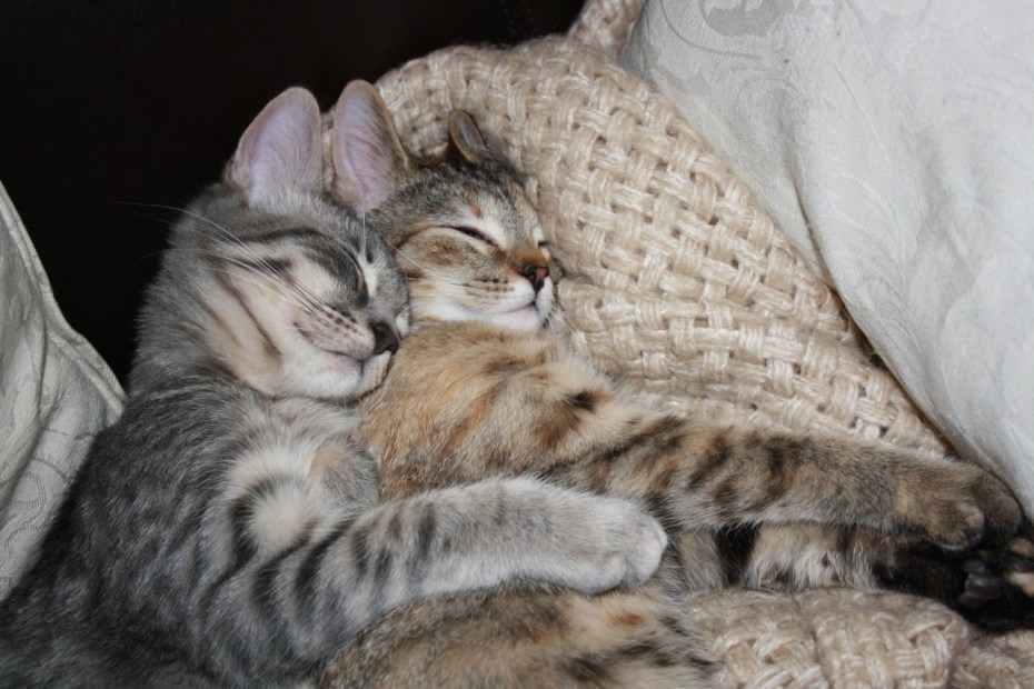Котики обнимаются