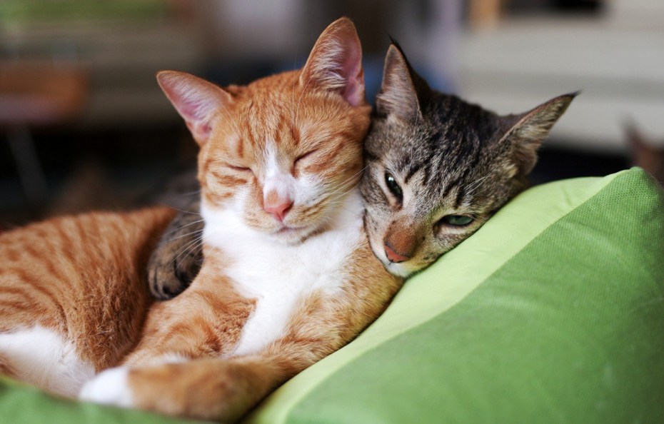 Котики любовь