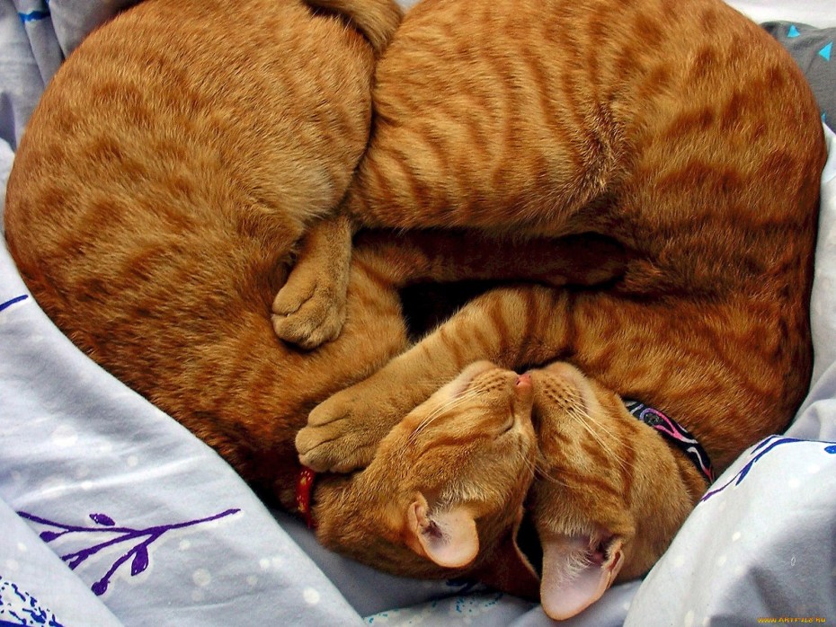 Котики лежат сердечком