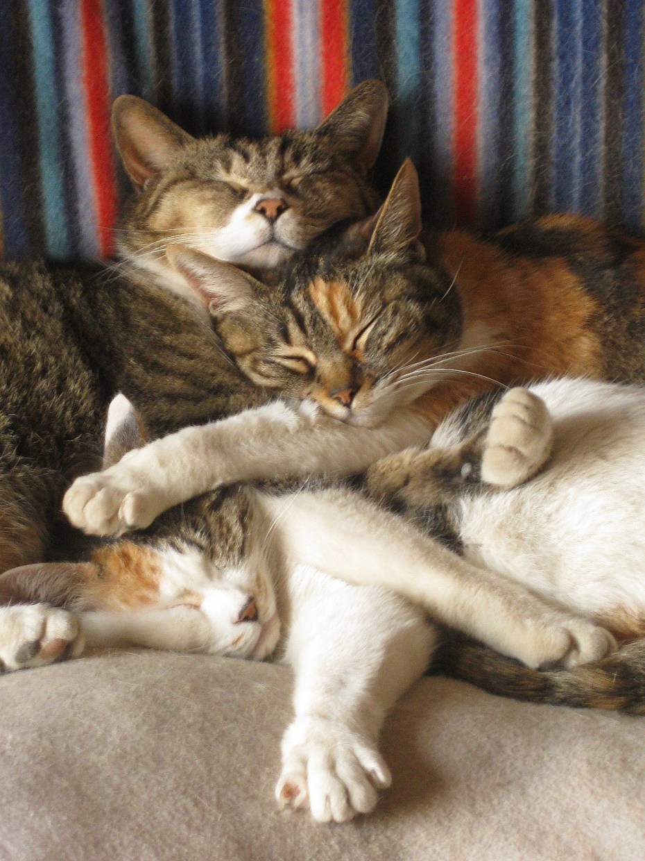 Котики спят в обнимку