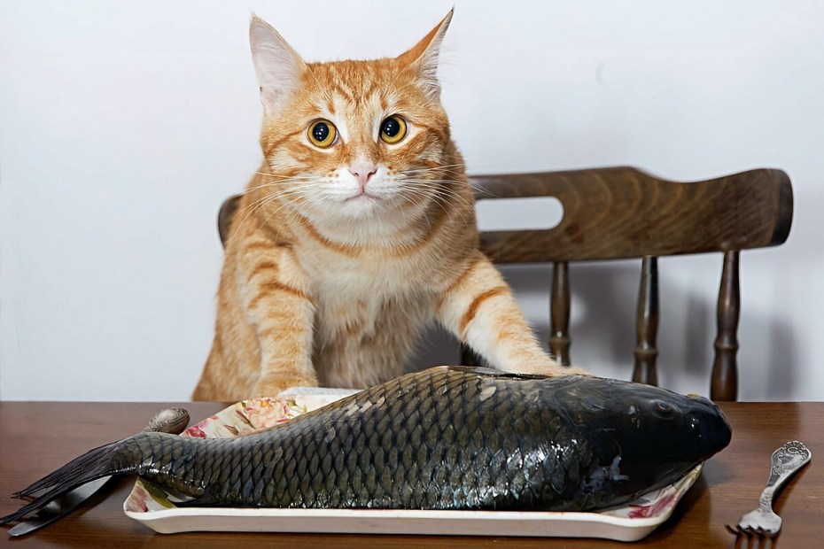 Игрушки кот рыб