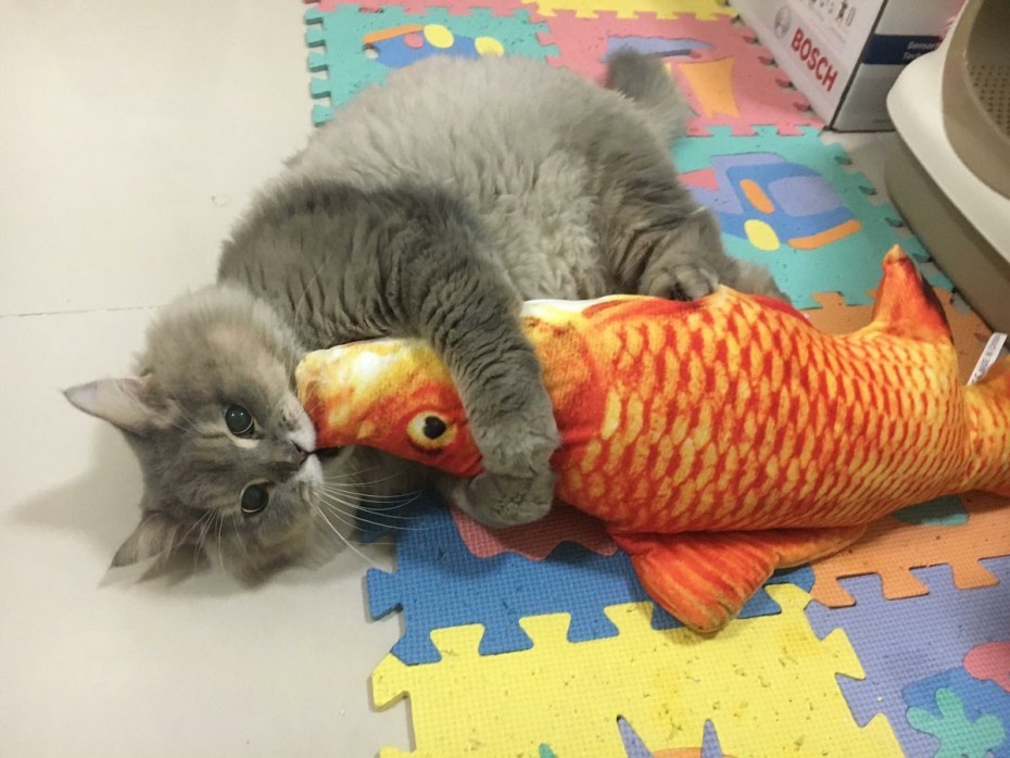 Кошка и рыбки в аквариуме