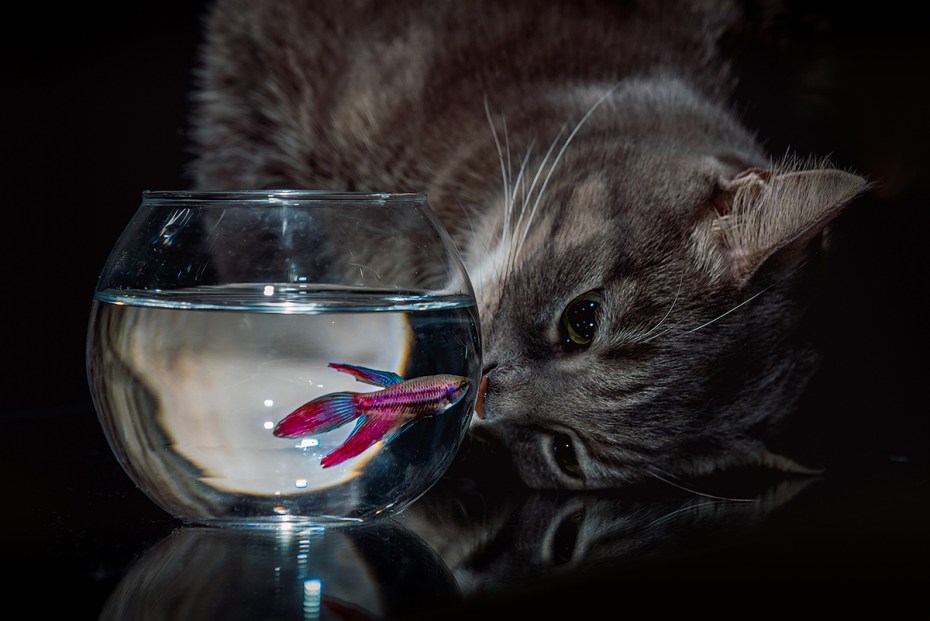 Котик мечтает о рыбке