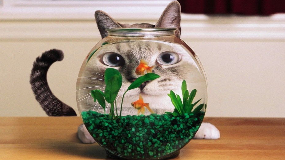 Аквариум с кошкой