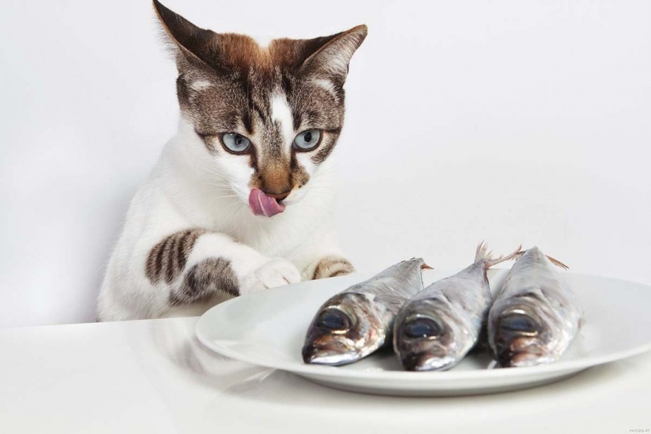 Котенок с рыбкой