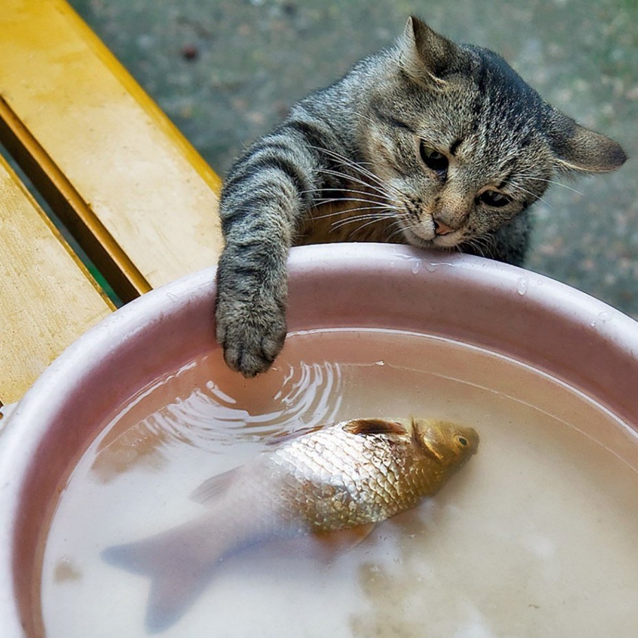 Кот и рыбка