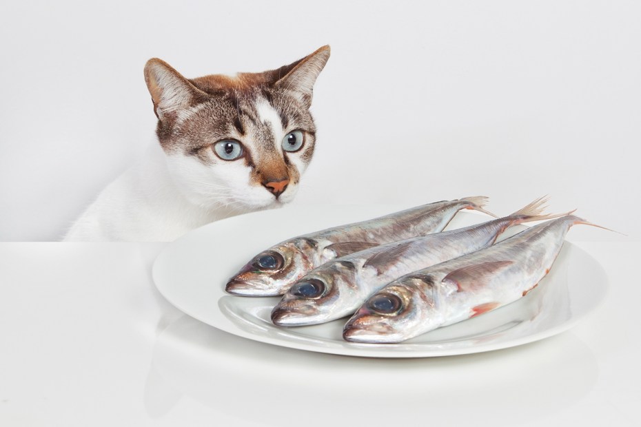 Кошачья игрушка рыба