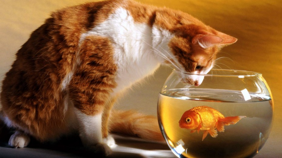 Котенок и аквариум
