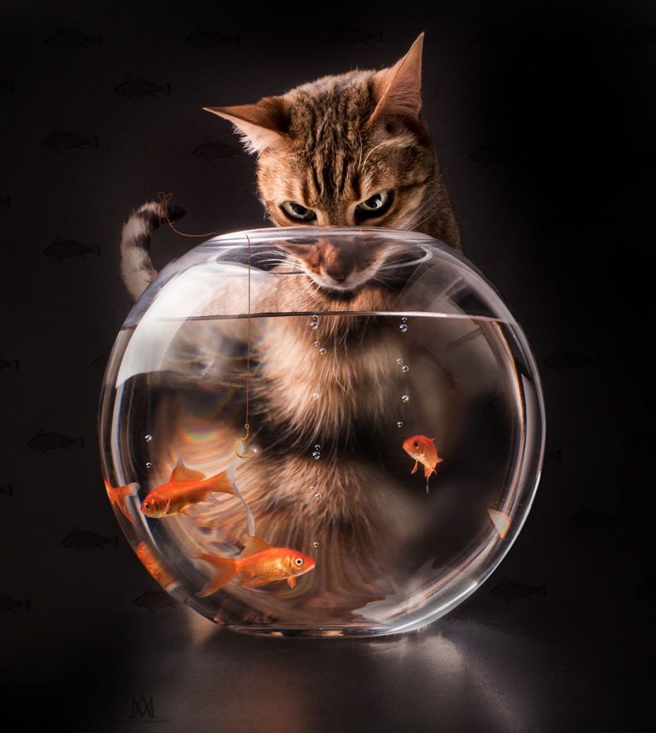 Котенок и рыба
