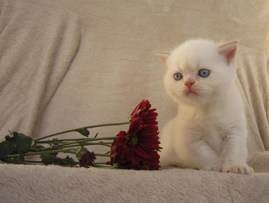 Шотландский котенок ред Пойнт