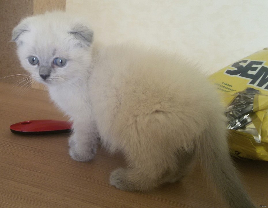 Скоттиш фолд Блю Пойнт