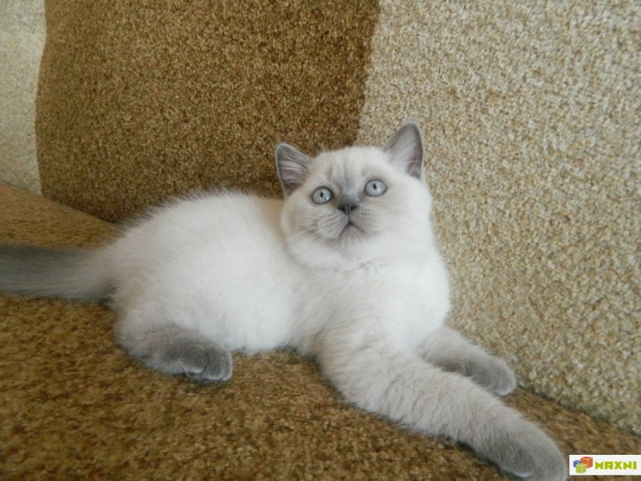 Шотландские котята Блю поинт прямоухие