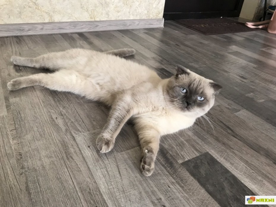 Блю поинт шотландский вязка