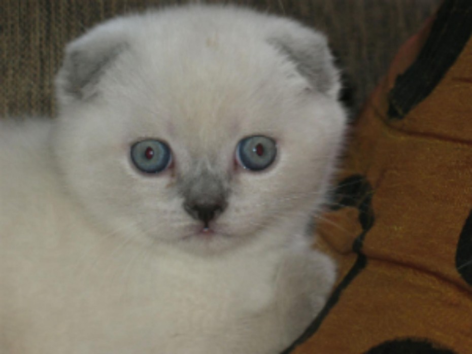 Блю поинт вислоухий котята 1 месяц