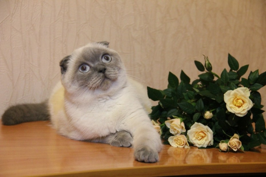 Шотландский вислоухий кот Блю Пойнт