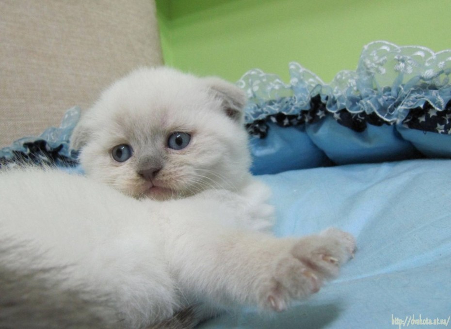 Скотишфолд Блю поинт Буся
