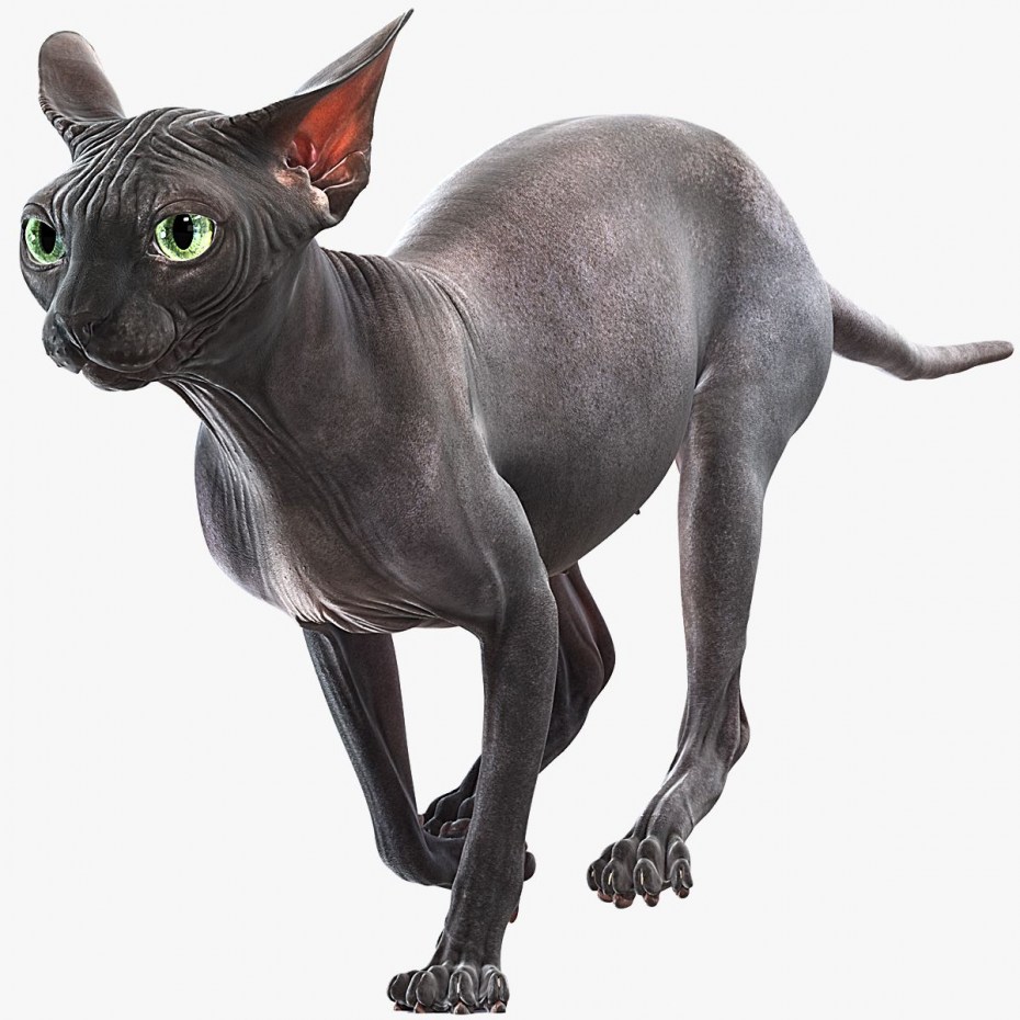 Sphynx Cat Cat 3 d модель