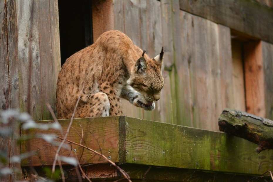 С9561 Lynx