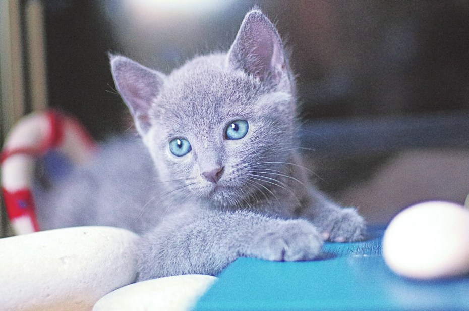 Русская голубая кошка котята