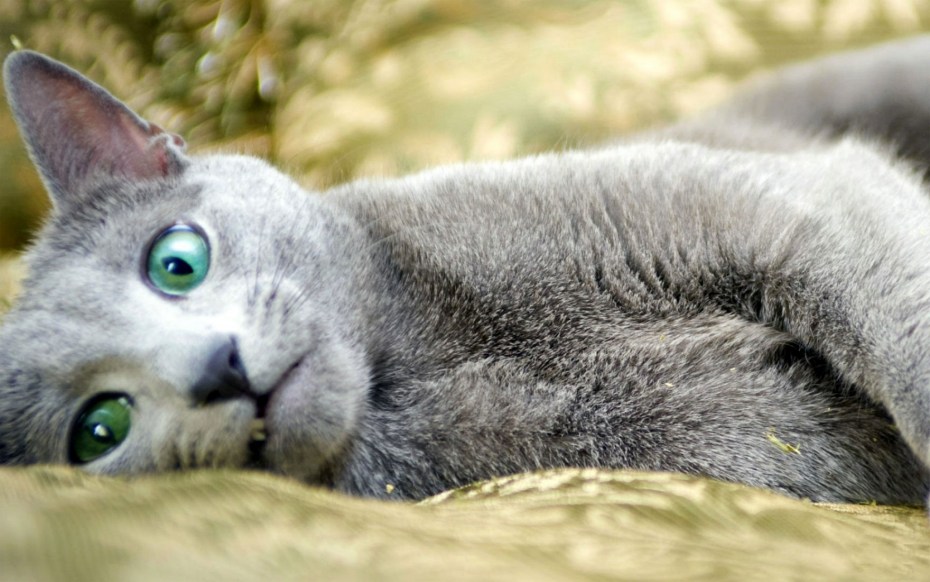 Голубой кот