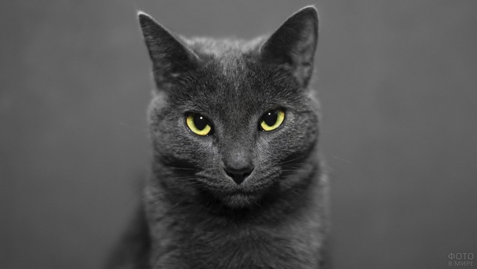 Кот серый